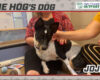 HOG Dog July 11th