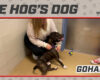 HOG Dog Gohan