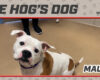 HOG Dog Maui