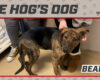 HOG Dog Bear