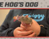 Rat Edition