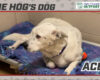 HOG Dog Ace