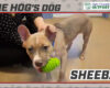 Sheeba