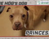 HOG Dog Princess