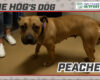 Peaches
