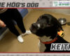HOG Dog