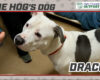 HOG Dog