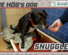 Hog Dog