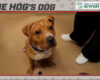 Hog Dog