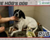 HOG Dog
