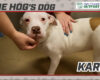 HOG Dog