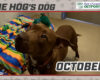 HOG Dog
