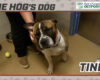 HOG Dog