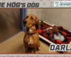 HOG Dog