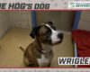 HOG Dog