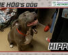 HOG Dog