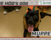 HOG Dog