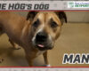 HOG Dog