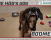 HOG Dog