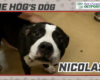HOG Dog