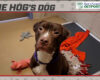 HOG Dog
