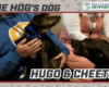 HOG Dog