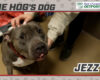 HOG Dog
