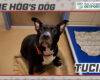 HOG Dog Tucii