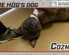 Hog Dog