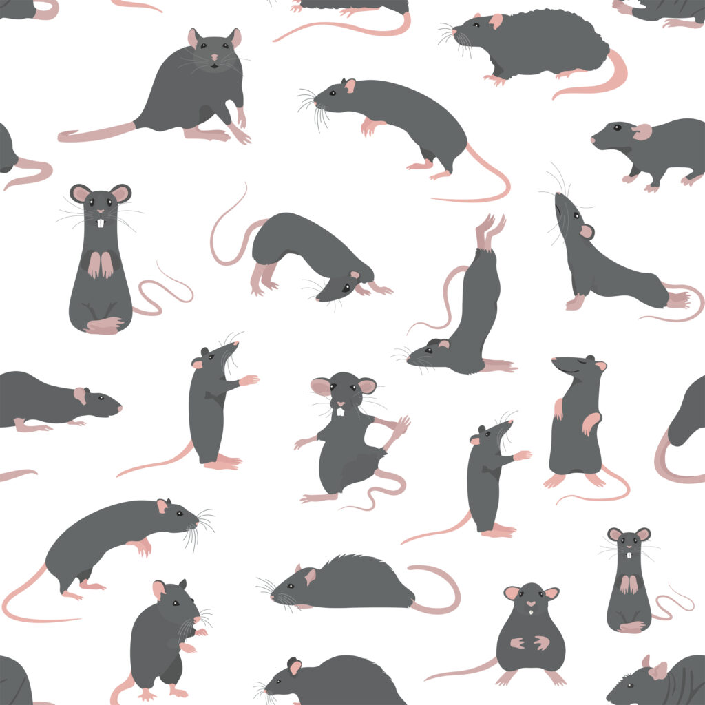 10000 Rats Question These produce 15,000 of these in a year. There’s two answers and it’s ...